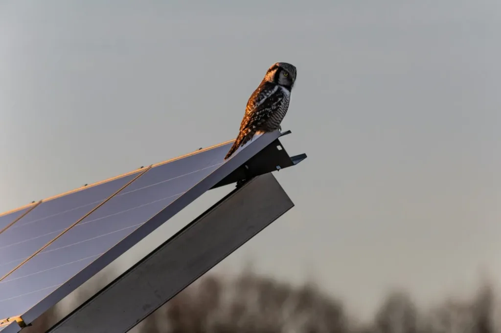 Depuis le 21 janvier, les journées rallongent : découvrez l’impact réel de ces minutes de soleil en plus sur la production solaire et le rendement des panneaux photovoltaïques.
