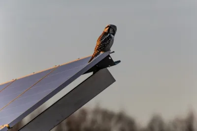 Depuis le 21 janvier, les journées rallongent : découvrez l’impact réel de ces minutes de soleil en plus sur la production solaire et le rendement des panneaux photovoltaïques.